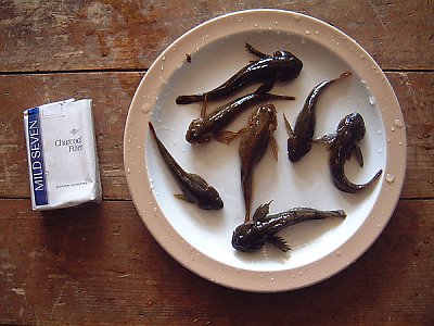 20030401_1.jpg