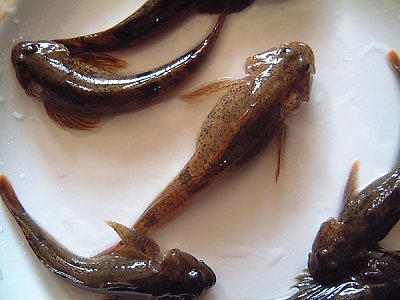20030401_2.jpg