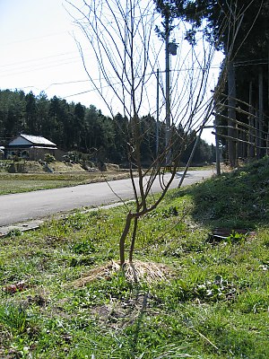IMG_0156.jpg