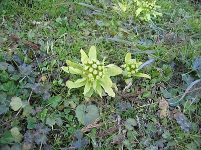 IMG_0162.jpg