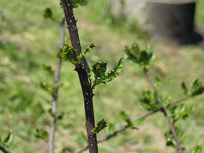 IMG_0391.jpg