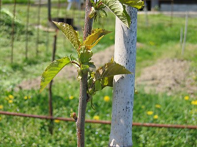 IMG_0394.jpg