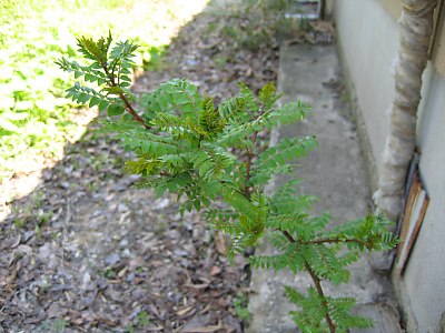 IMG_0400.jpg