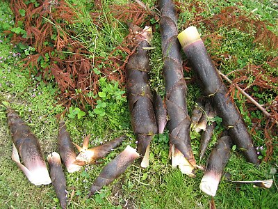 IMG_0416.jpg