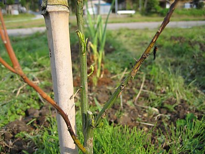 IMG_0431.jpg