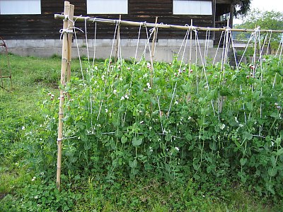 IMG_0488.jpg