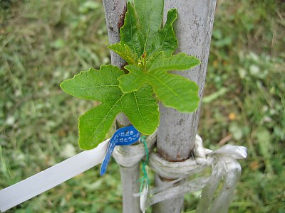 IMG_0592.jpg