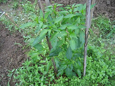 IMG_0600.jpg