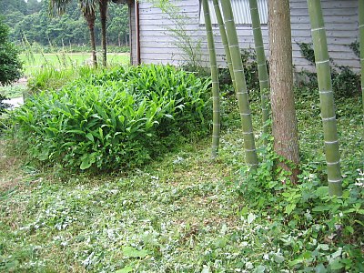 IMG_0603.jpg