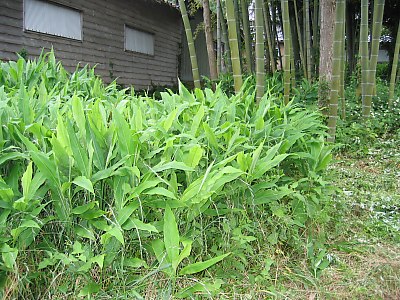 IMG_0604.jpg
