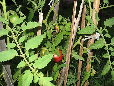 IMG_0769.jpg