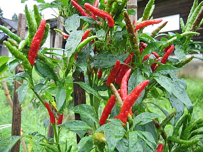 IMG_1028.jpg