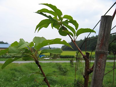 IMG_1033.jpg