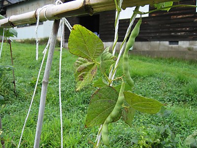 IMG_1038.jpg