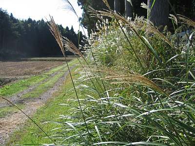 IMG_5135.jpg