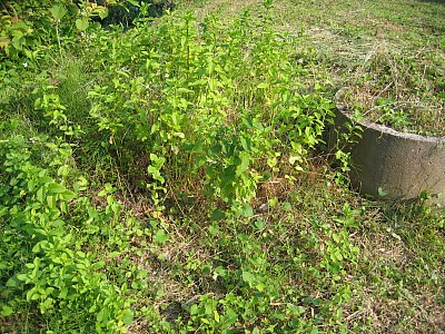IMG_9096.jpg
