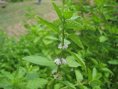 IMG_9234.jpg