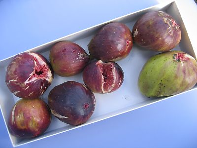 IMG_9545.jpg