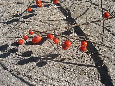 IMG_9673.jpg