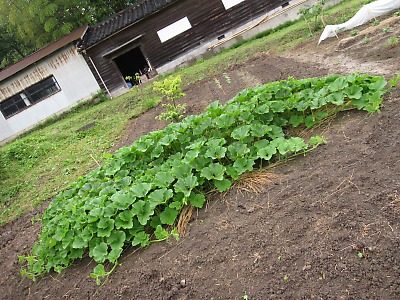 IMG_0992.jpg