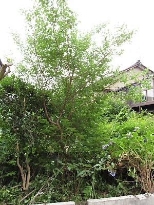 IMG_1130.jpg