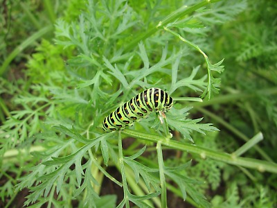 IMG_1444.jpg
