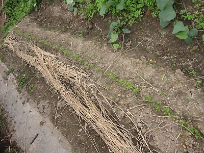 IMG_1816.jpg