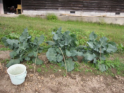 IMG_1820.jpg