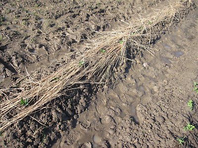 IMG_2423.jpg