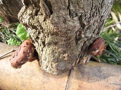 IMG_2878.jpg