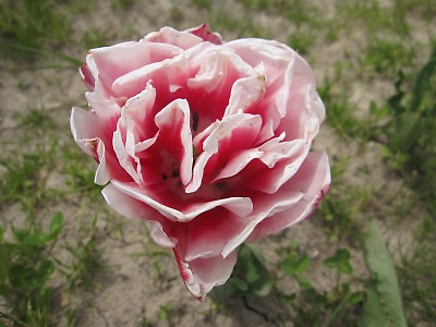 IMG_3225.jpg