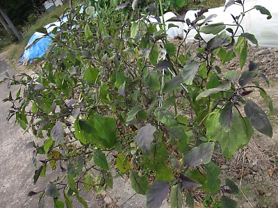 IMG_5169.jpg