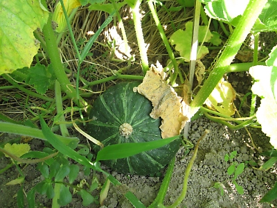 IMG_2362.JPG