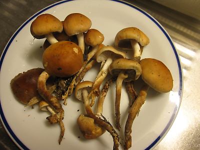IMG_3996.JPG