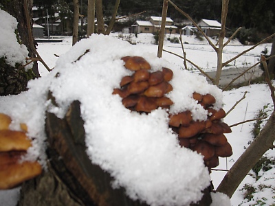 IMG_4477.JPG