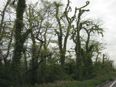 IMG_7464.JPG